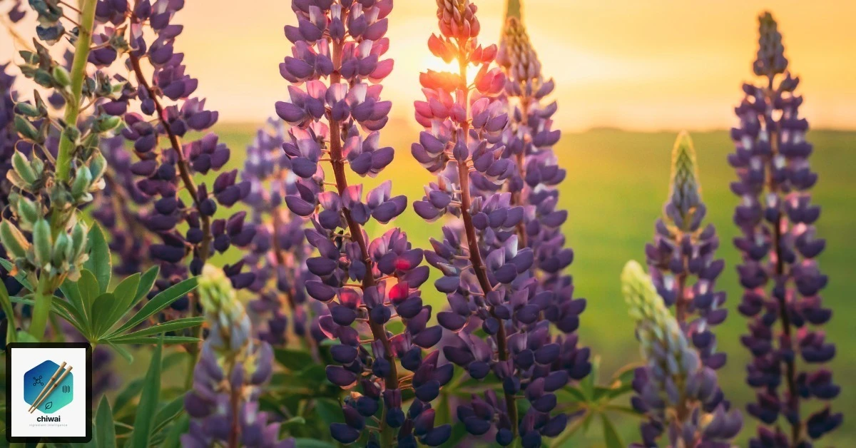 Lupinen-Allergen: Das unterschätzte Risiko